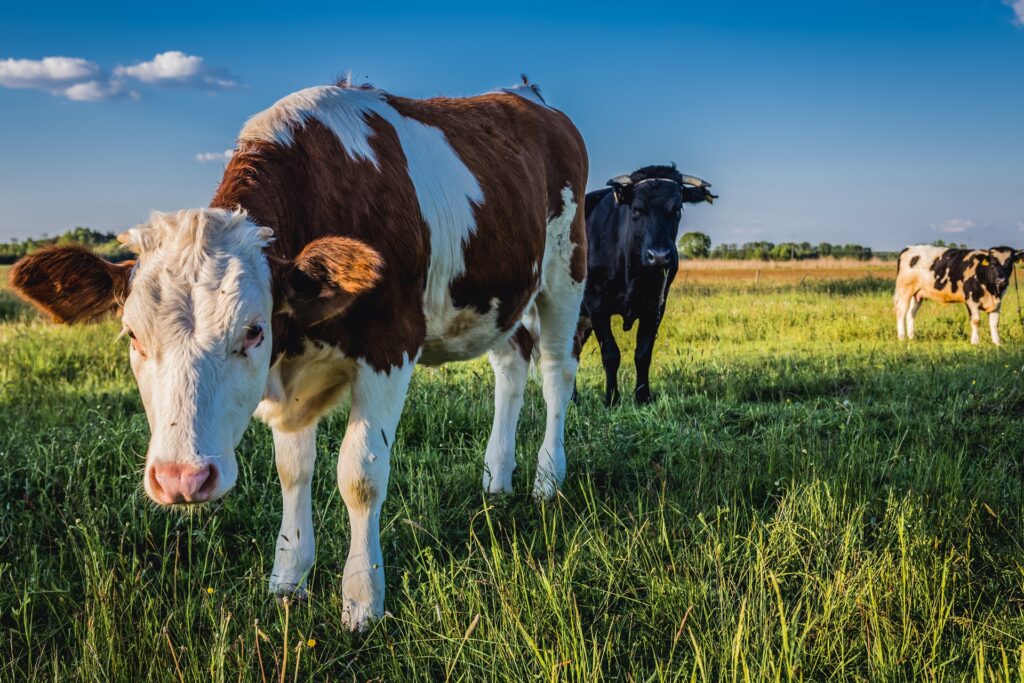 Rinderherde auf grüner Weide | Heuraufe