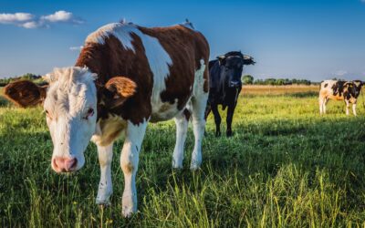 Optimale Fütterung von Weidetieren: So gelingt’s stressfrei