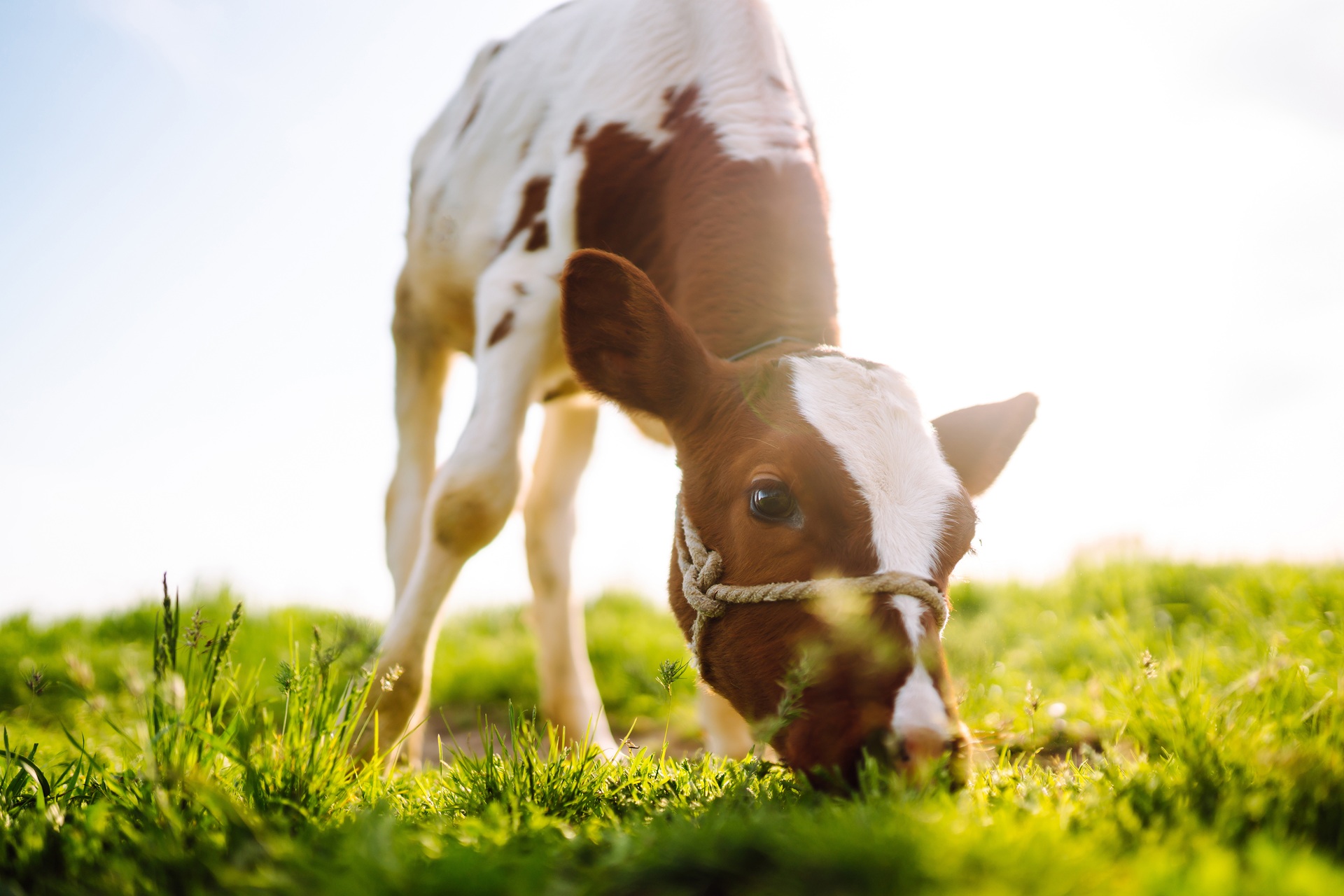 Kalb beim Grasen auf sonniger Weide | Heuraufe